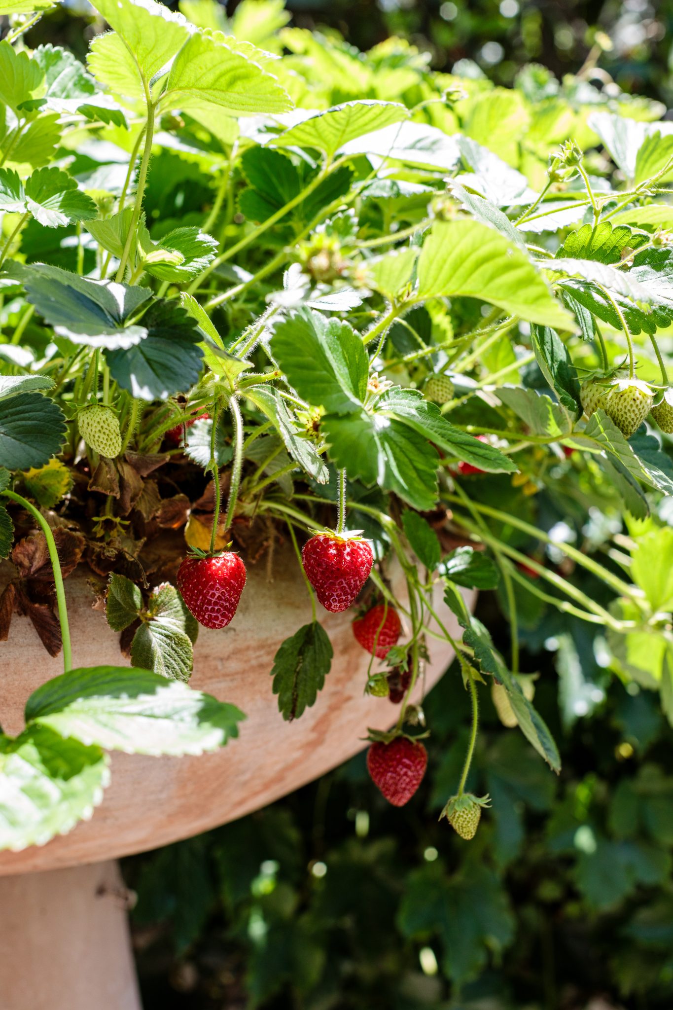 Strawberry Season